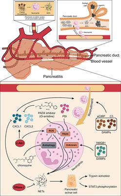 Roles, detection, and visualization of neutrophil extracellular traps in acute pancreatitis